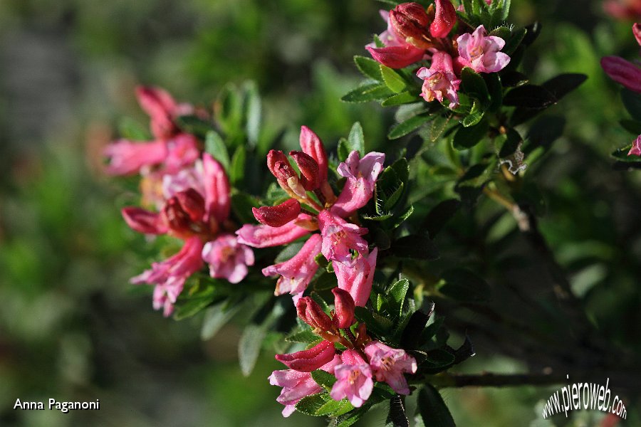 Rododendro irsuto.JPG